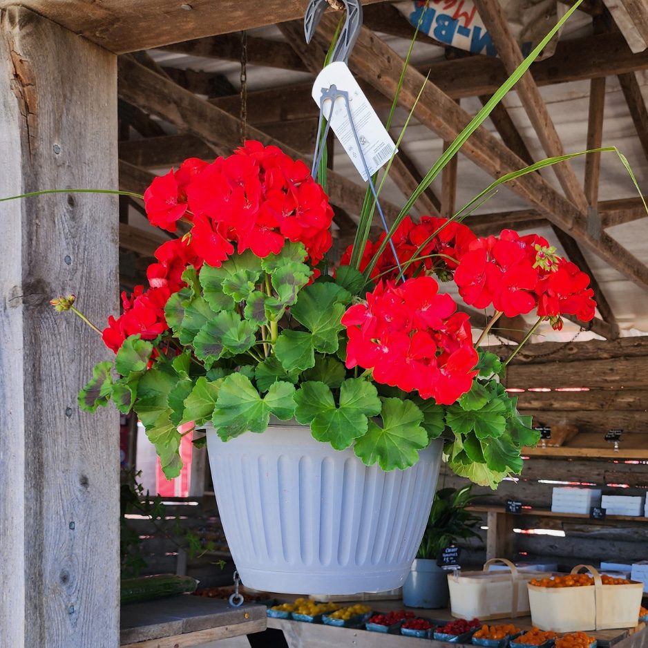 Hanging Baskets (10”-16”)
