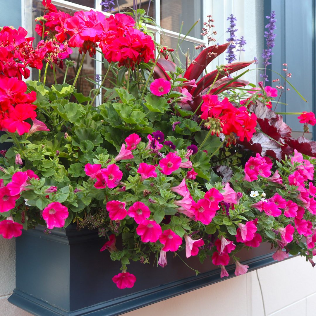 Window Baskets