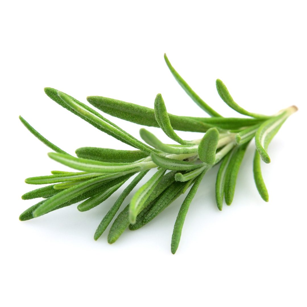 Herb and Vegetable Plants